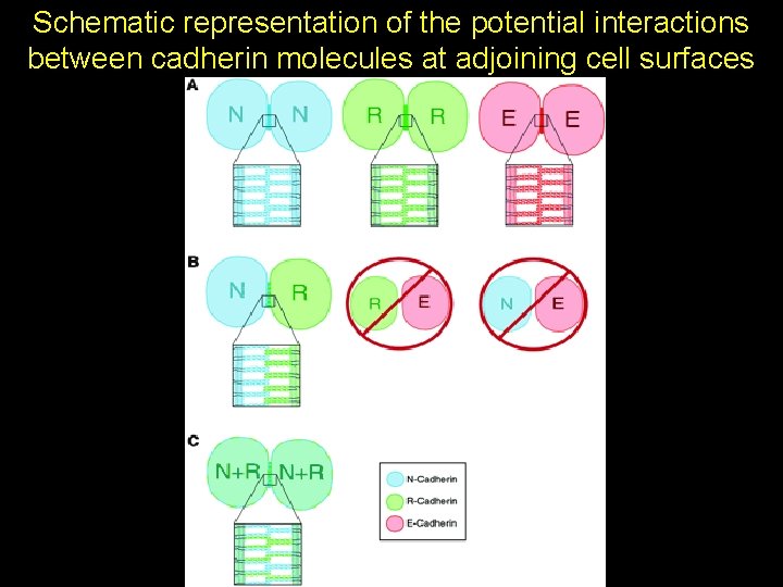 Schematic representation of the potential interactions between cadherin molecules at adjoining cell surfaces Schematic representation of the potential interactions between cadherin molecules at adjoining cell surfaces