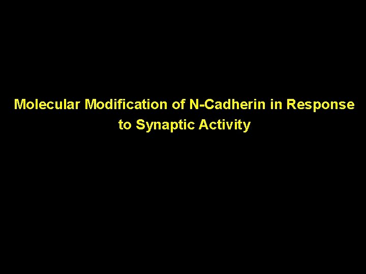 Molecular Modification of N-Cadherin in Response to Synaptic Activity Molecular Modification of N-Cadherin in Response to Synaptic Activity