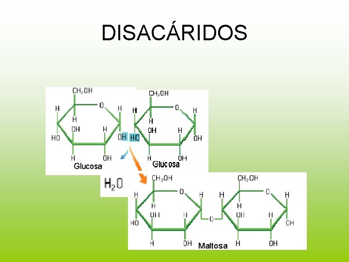 DISACÁRIDOS 