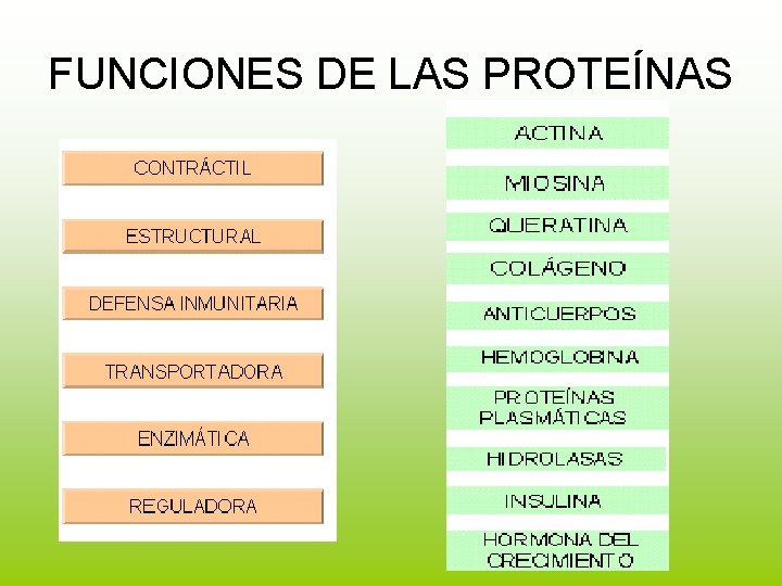 FUNCIONES DE LAS PROTEÍNAS 
