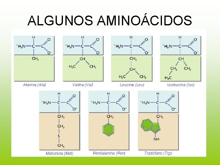 ALGUNOS AMINOÁCIDOS 