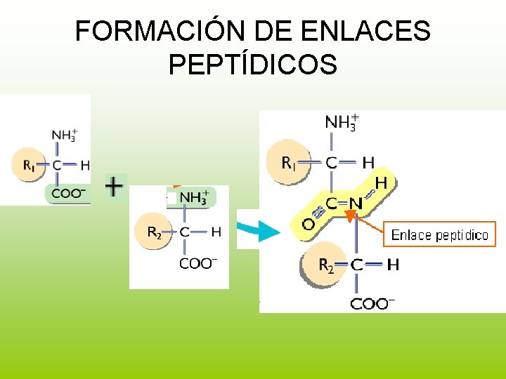 FORMACIÓN DE ENLACES PEPTÍDICOS 