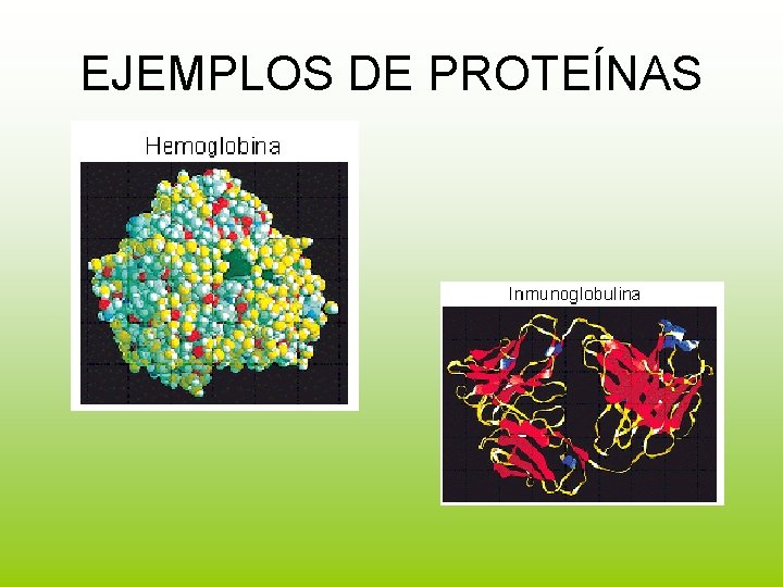 EJEMPLOS DE PROTEÍNAS 