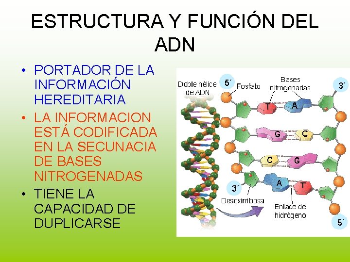 ESTRUCTURA Y FUNCIÓN DEL ADN • PORTADOR DE LA INFORMACIÓN HEREDITARIA • LA INFORMACION