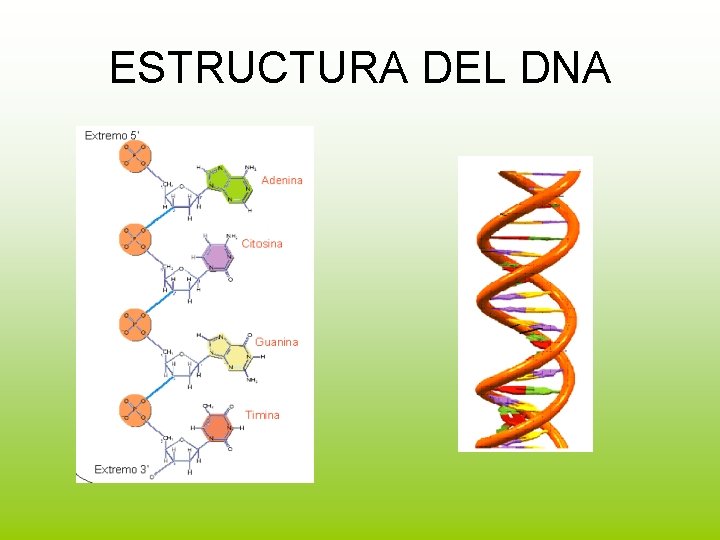 ESTRUCTURA DEL DNA 