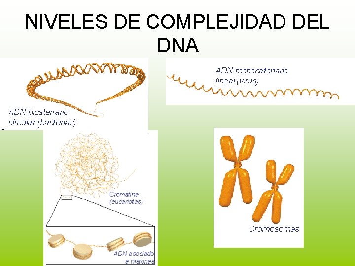 NIVELES DE COMPLEJIDAD DEL DNA 