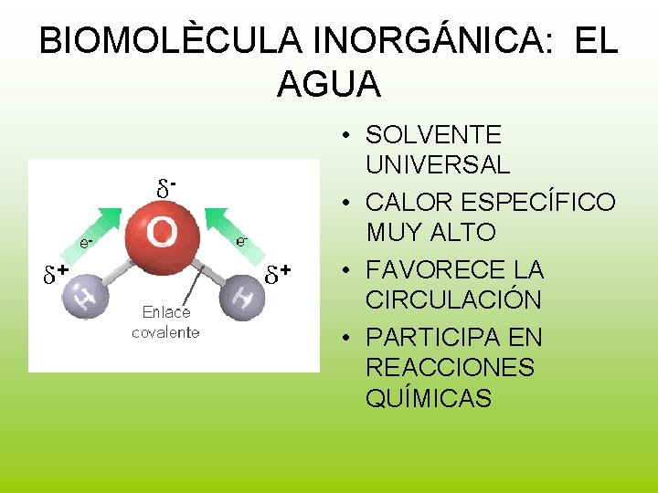 BIOMOLÈCULA INORGÁNICA: EL AGUA • SOLVENTE UNIVERSAL • CALOR ESPECÍFICO MUY ALTO • FAVORECE