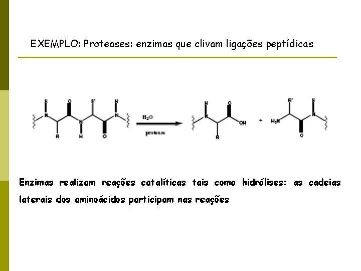 EXEMPLO: Proteases: enzimas que clivam ligações peptídicas Enzimas realizam reações catalíticas tais como hidrólises: