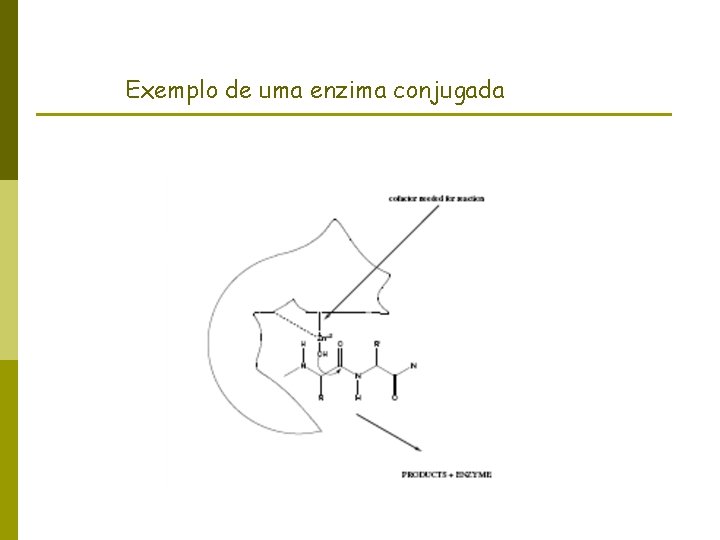 Exemplo de uma enzima conjugada 