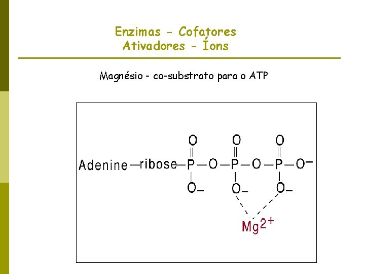 Enzimas - Cofatores Ativadores - Íons Magnésio - co-substrato para o ATP 