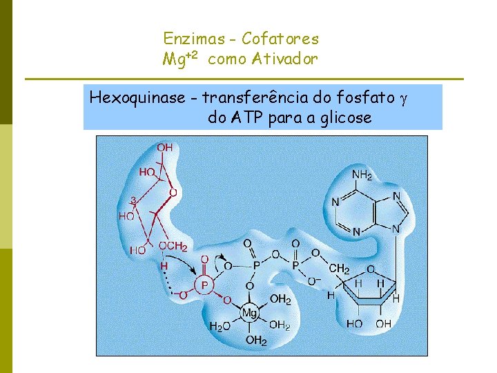 Enzimas - Cofatores Mg+2 como Ativador Hexoquinase - transferência do fosfato do ATP para