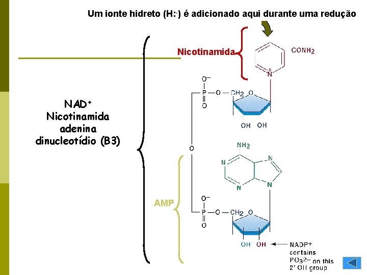 Um ionte hidreto (H: -) é adicionado aqui durante uma redução Nicotinamida NAD+ Nicotinamida