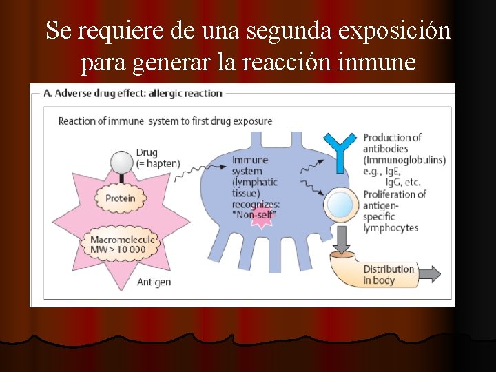 Se requiere de una segunda exposición para generar la reacción inmune 