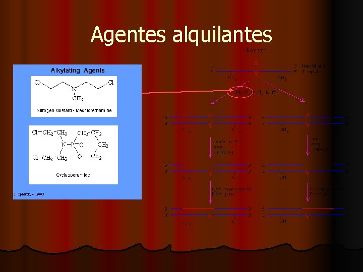 Agentes alquilantes 