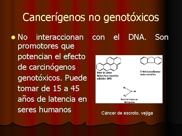 Cancerígenos no genotóxicos l No interaccionan con el DNA. Son promotores que potencian el