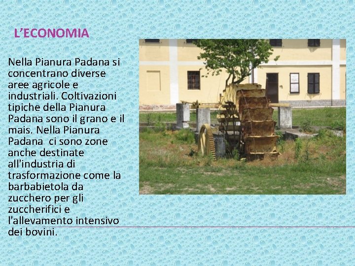 L’ECONOMIA Nella Pianura Padana si concentrano diverse aree agricole e industriali. Coltivazioni tipiche della