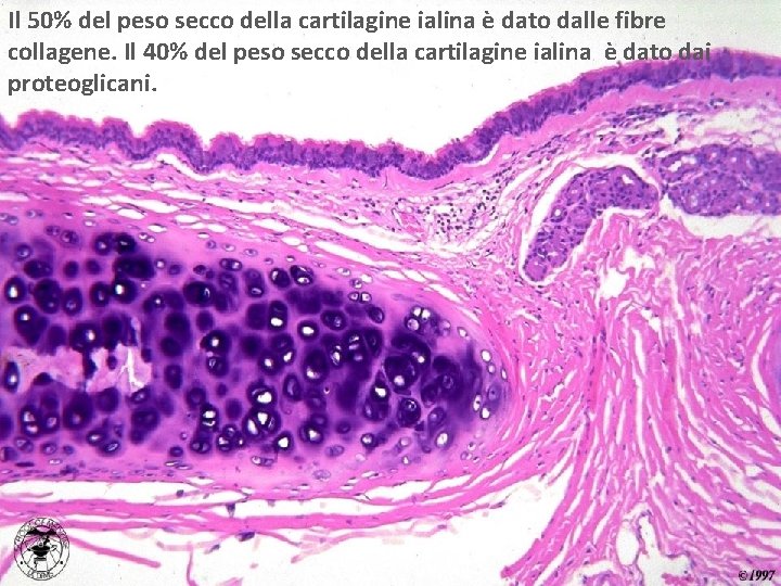 Il 50% del peso secco della cartilagine ialina è dato dalle fibre collagene. Il