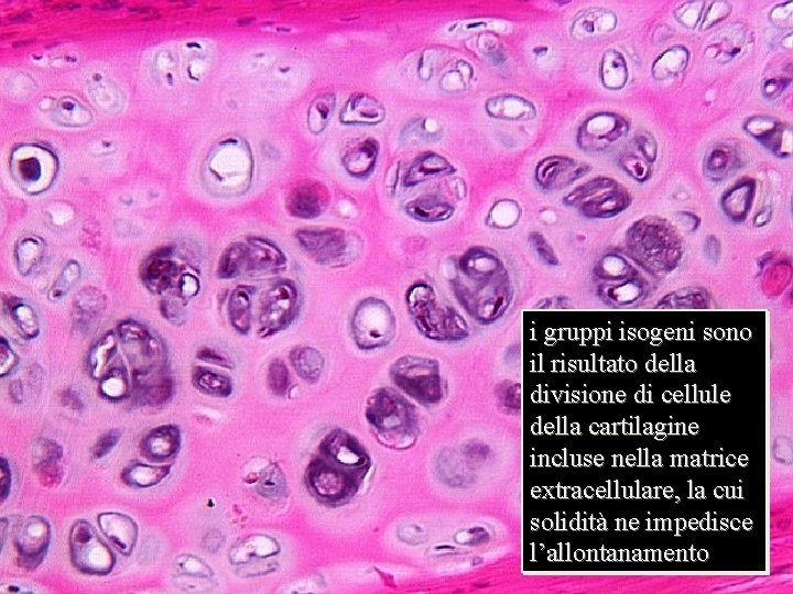 sezione di cartilagine i gruppi isogeni sono il risultato della divisione di cellule della