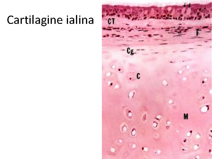 Cartilagine ialina 