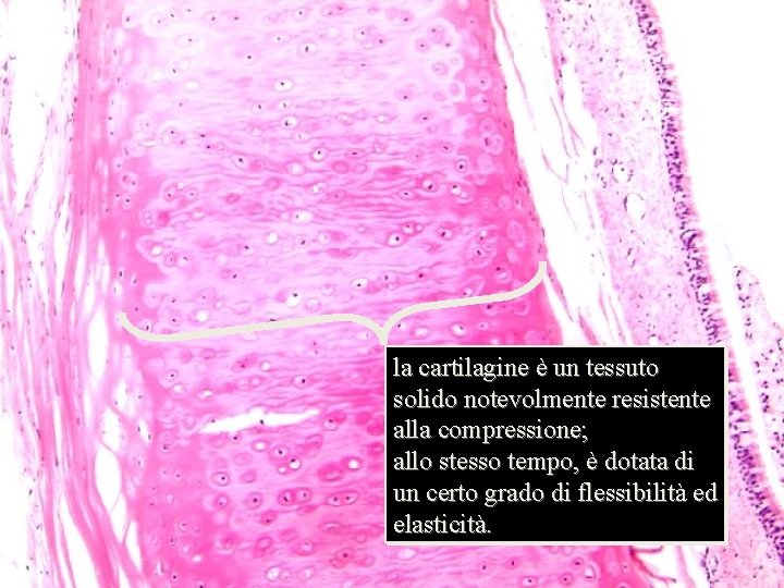 ialina 10 x la cartilagine è un tessuto solido notevolmente resistente alla compressione; allo