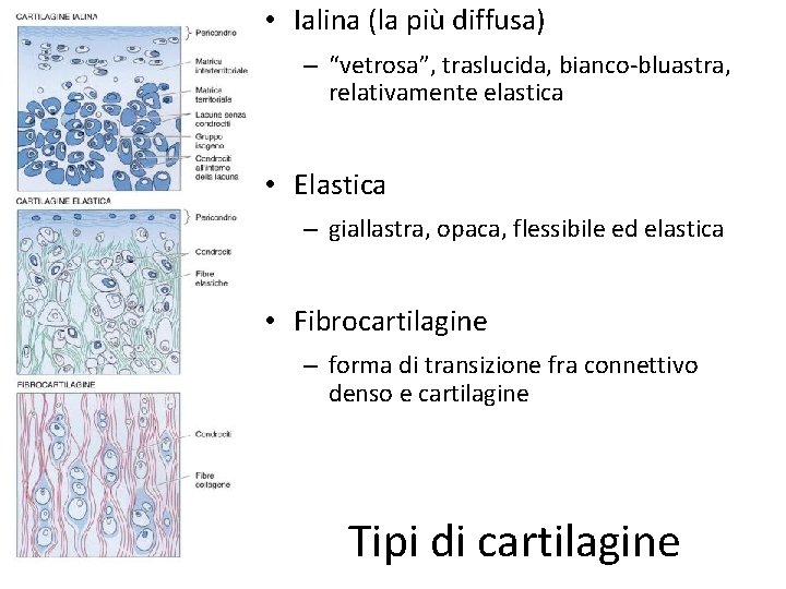  • Ialina (la più diffusa) – “vetrosa”, traslucida, bianco-bluastra, relativamente elastica • Elastica