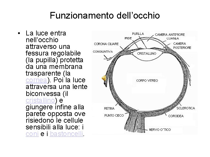 Funzionamento dell’occhio • La luce entra nell’occhio attraverso una fessura regolabile (la pupilla) protetta