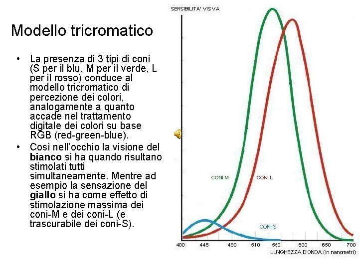 Modello tricromatico • La presenza di 3 tipi di coni (S per il blu,