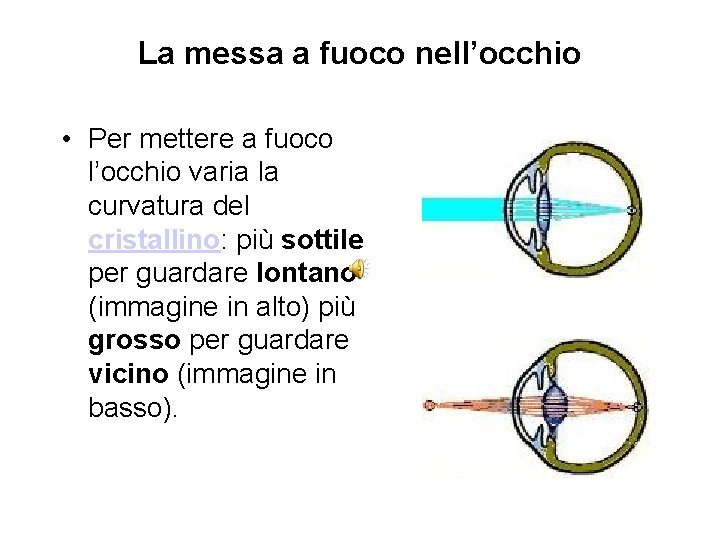 La messa a fuoco nell’occhio • Per mettere a fuoco l’occhio varia la curvatura