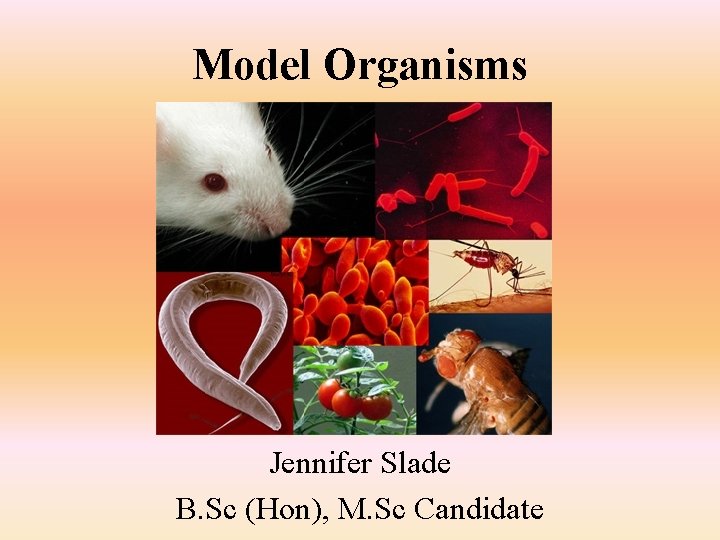 Model Organisms Jennifer Slade B. Sc (Hon), M. Sc Candidate 