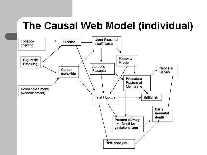 The Causal Web Model (individual) 