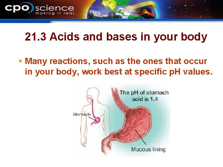 21. 3 Acids and bases in your body § Many reactions, such as the