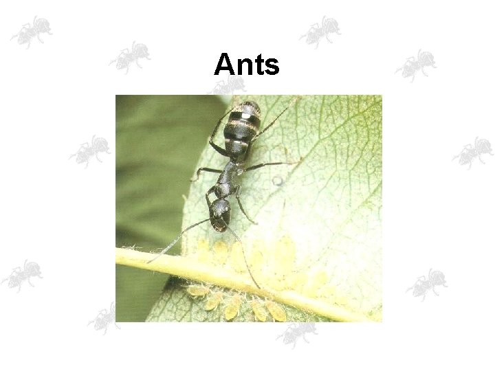 Ants 