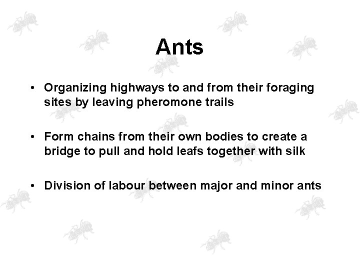 Ants • Organizing highways to and from their foraging sites by leaving pheromone trails