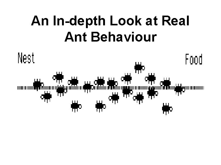 An In-depth Look at Real Ant Behaviour 