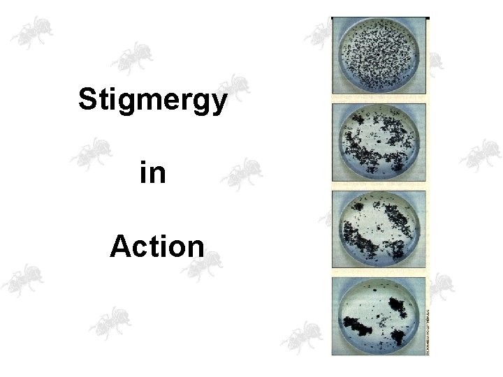 Stigmergy in Action 