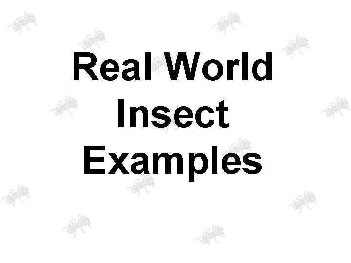Real World Insect Examples 