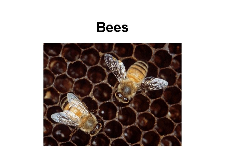 Bees 