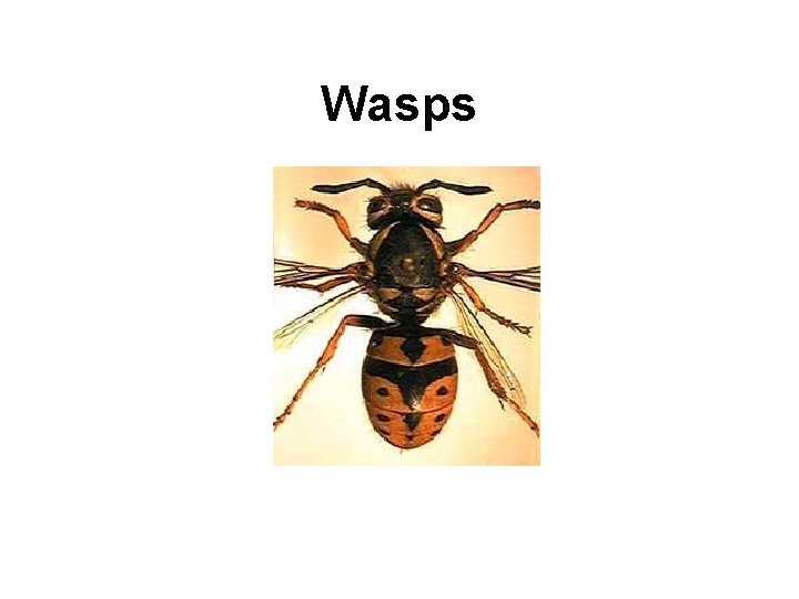 Wasps 