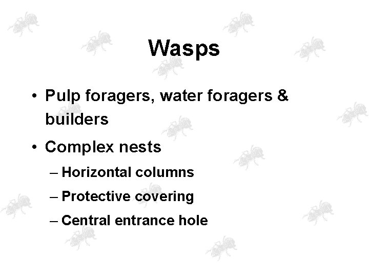 Wasps • Pulp foragers, water foragers & builders • Complex nests – Horizontal columns