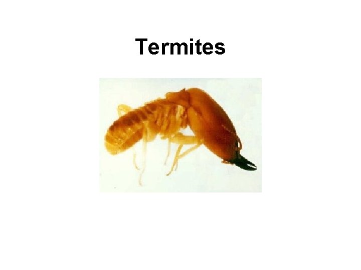 Termites 