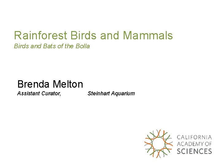 Rainforest Birds and Mammals Birds and Bats of the Bolla Brenda Melton Assistant Curator,