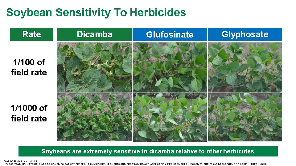 Soybean Sensitivity To Herbicides Rate Dicamba Glufosinate Glyphosate 1/100 of field rate 1/1000 of