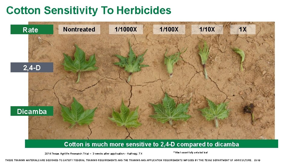 Cotton Sensitivity To Herbicides Rate Nontreated 1/1000 X 1/10 X 1 X 2, 4