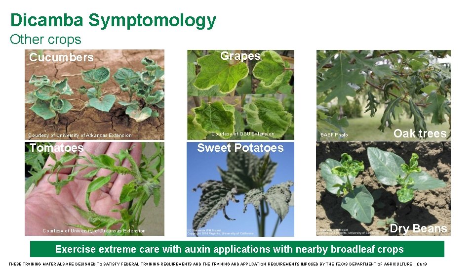 Dicamba Symptomology Other crops Cucumbers Courtesy of University of Arkansas Extension Tomatoes Courtesy of