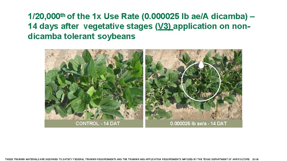 1/20, 000 th of the 1 x Use Rate (0. 000025 lb ae/A dicamba)