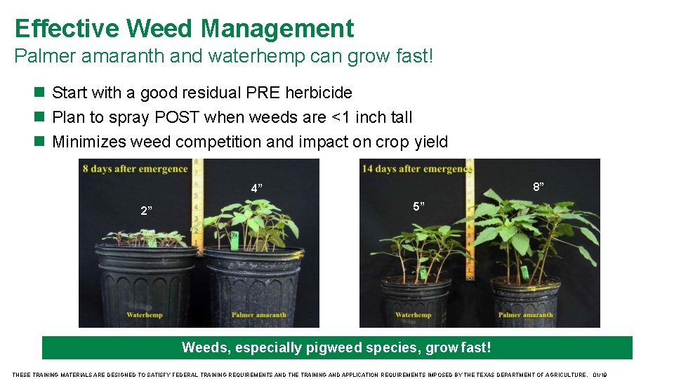 Effective Weed Management Palmer amaranth and waterhemp can grow fast! Start with a good