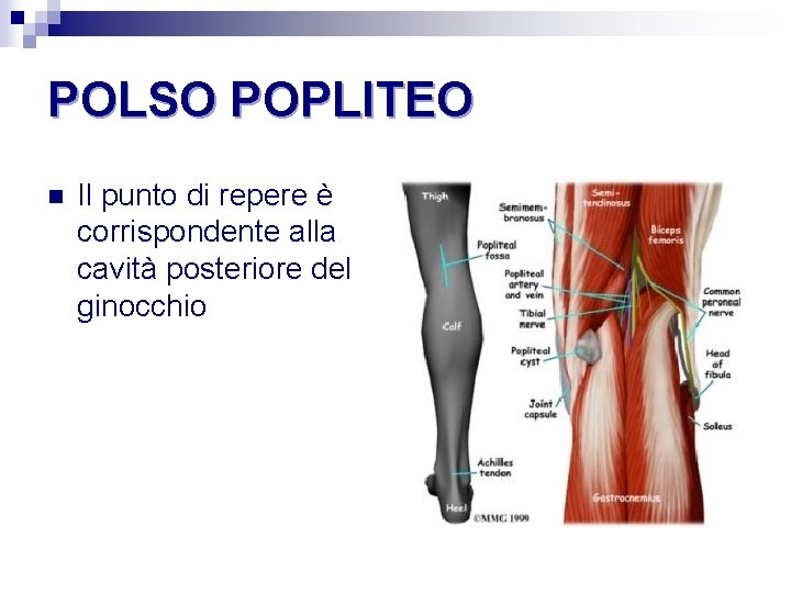 POLSO POPLITEO n Il punto di repere è corrispondente alla cavità posteriore del ginocchio