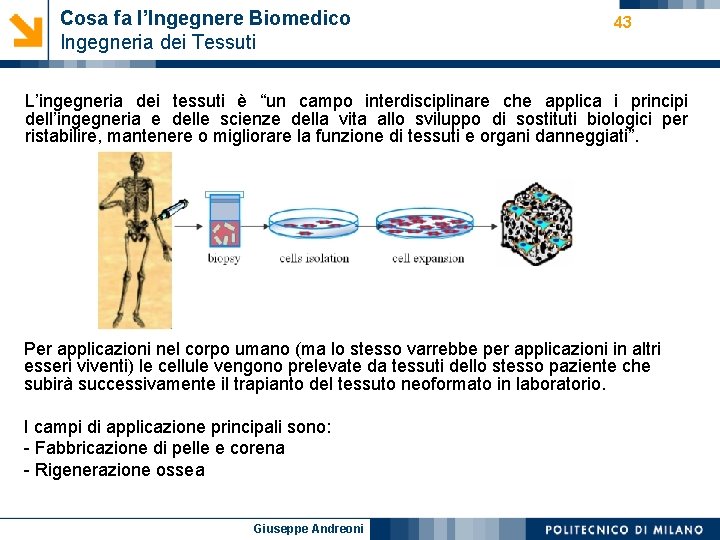 Cosa fa l’Ingegnere Biomedico Ingegneria dei Tessuti 43 L’ingegneria dei tessuti è “un campo