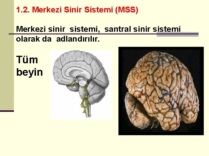 1. 2. Merkezi Sinir Sistemi (MSS) Merkezi sinir sistemi, santral sinir sistemi olarak da