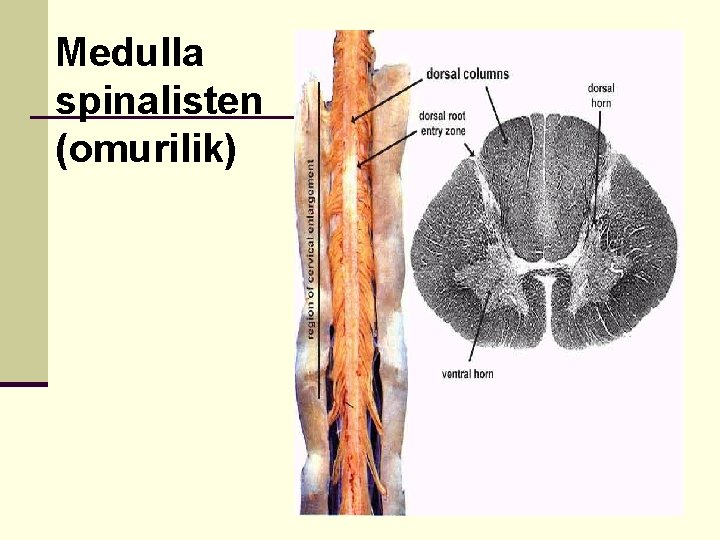 Medulla spinalisten (omurilik) 
